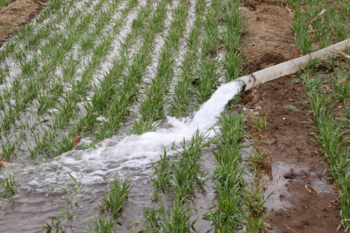 shutterstock_93784720