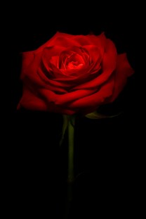 shutterstock_576743095