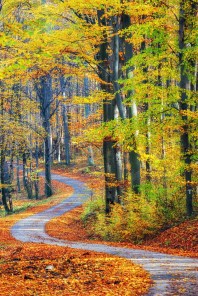 shutterstock_484456384